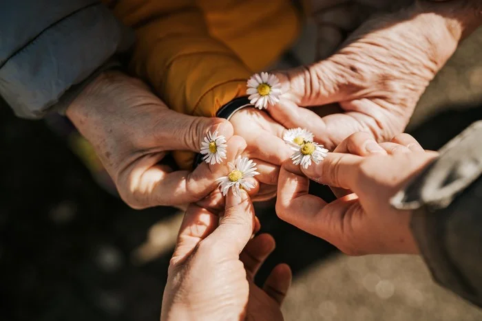 Hände von Senioren, Gänseblümchen werden festgehalten, Halten Hände zusammen mit den Blumen